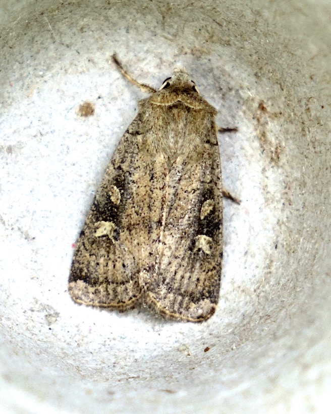 square-spot rustic